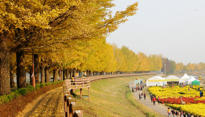 4N5D BEST AUTUMN KOREA JEONJU NAEJANGSAN SEOMJINGANG BUSAN ALPS OOZOO (OCT-NOV)